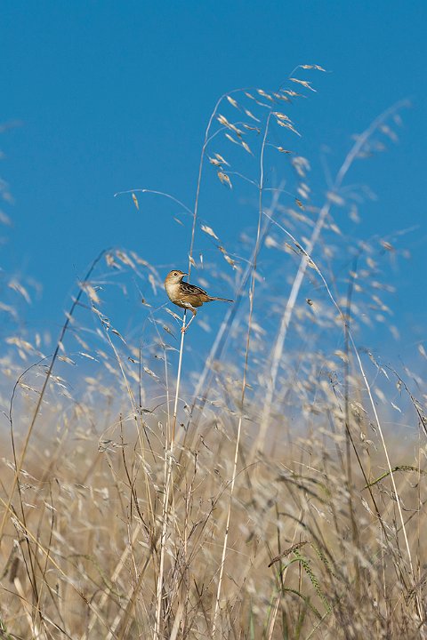 reed bunting